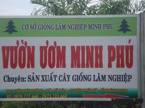 Keo lai giâm hom keo giống trồng rừng Bình Định